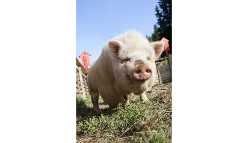 Wellness hotel Velveta Špindlerův Mlýn